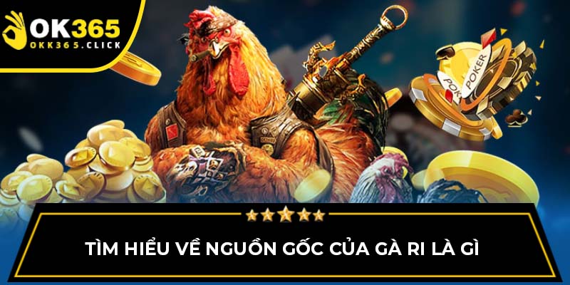 Tìm hiểu về nguồn gốc của gà ri là gì 