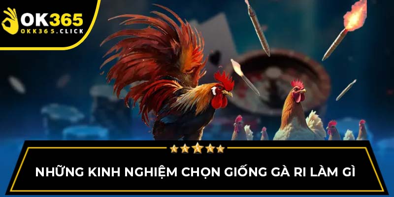Những kinh nghiệm chọn giống gà ri làm gì 