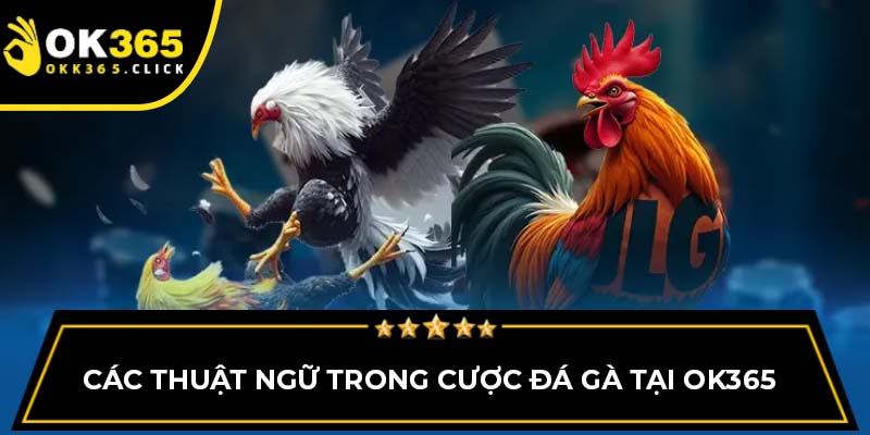 Các thuật ngữ trong cược đá gà tại OK365